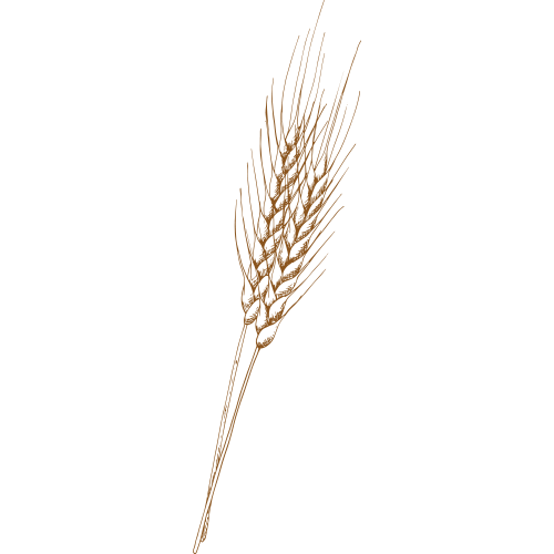 wheat-icon-500px